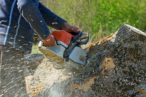  Steubenville, OH Tree Service Pros